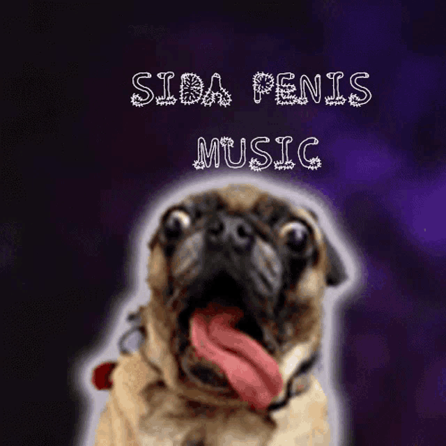 a pug dog with its tongue out and the words sida penis music written above it