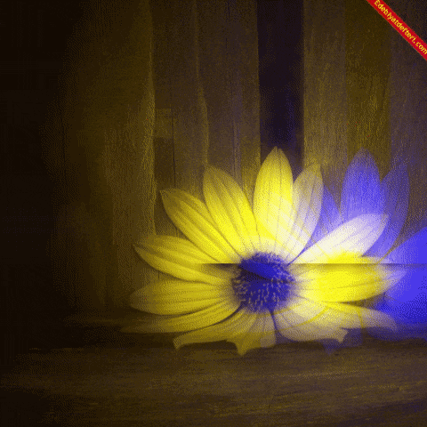 a picture of a yellow flower and a blue flower with the words easygetherby.com below it
