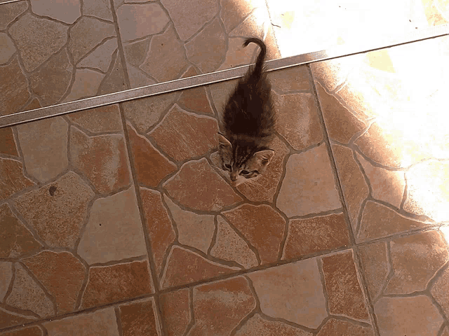 a small kitten is looking up at the camera on a tiled floor