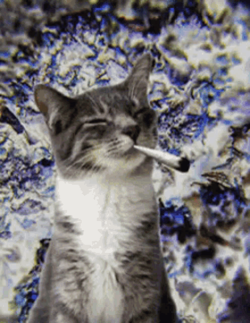 a cat is smoking a cigarette with a blurry background behind it