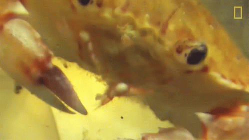 Eating Crab This Jellyfish Contains An Ecosystem GIF - Eating Crab This Jellyfish Contains An Ecosystem Crab GIFs