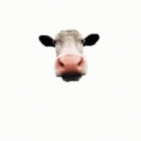Cow Lick GIF - Cow Lick GIFs