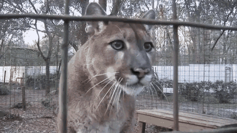 a close up of a cougar behind a fence
