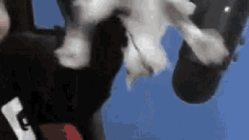 a person is holding a white dog in their hands .