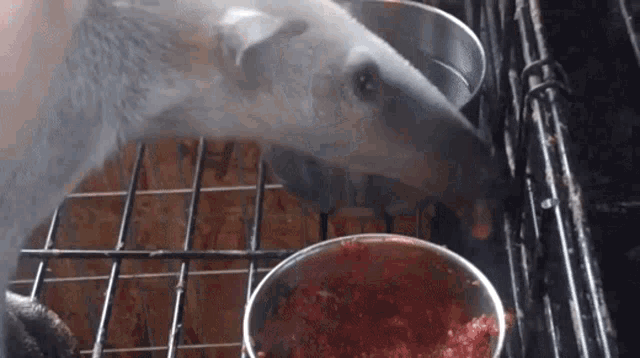 a polar bear is eating from a bowl of food