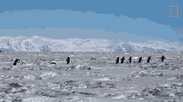 Marching Penguins Continent7 GIF - Marching Penguins Continent7 Antarctica GIFs