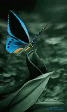 Butterfly Beautiful GIF - Butterfly Beautiful GIFs