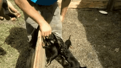 a person is holding a bunch of puppies in a bag