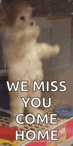 a cat is standing on its hind legs with the words `` we miss you come home '' .