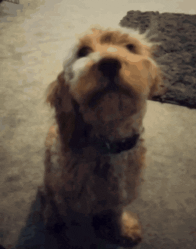 a small brown dog with a green collar looks up at the camera