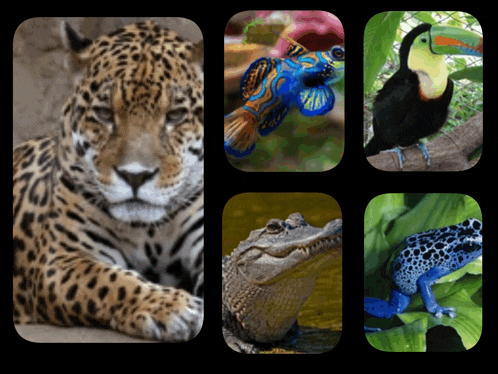 a collage of four pictures of animals including a jaguar a crocodile a toucan and a blue frog