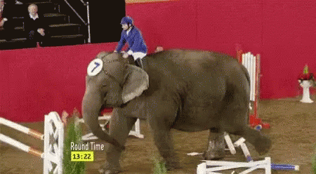 Elephant Whatrules GIF - Elephant Whatrules GIFs