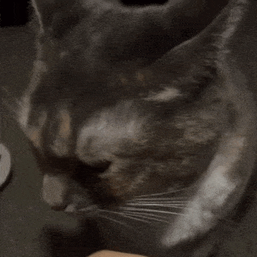 a close up of a cat 's face with a blurred background