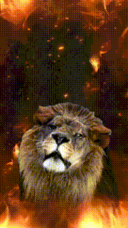 a close up of a lion 's face in front of a fire background