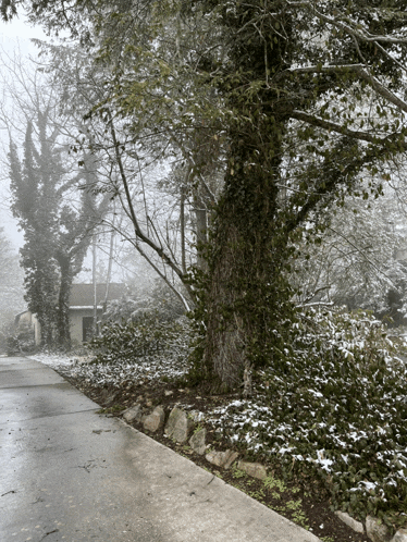a tree with ivy growing on it is in the middle of a driveway