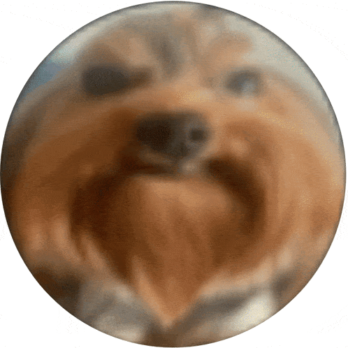 a close up of a dog 's face in a circle on a white background