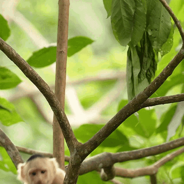 Climbing Up The Tree White Faced Capuchin GIF - Climbing Up The Tree White Faced Capuchin Robert E Fuller GIFs