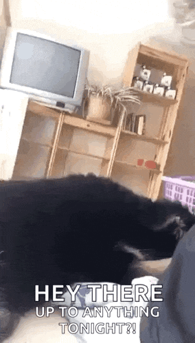 a dog is laying on a person 's lap in a living room with a tv in the background .