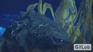 a shark is swimming in the ocean with a blue light coming out of it .
