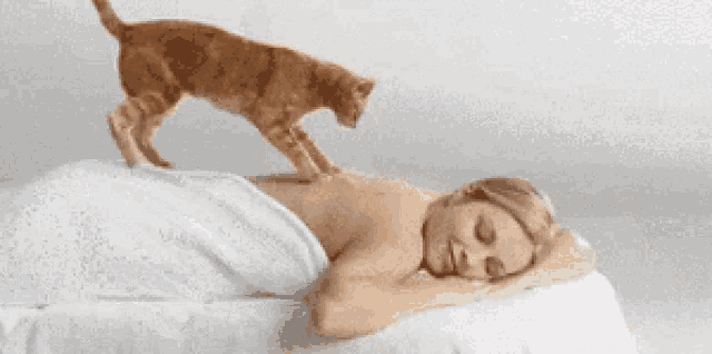 Cat Massage Cat GIF - Cat Massage Cat Massage GIFs