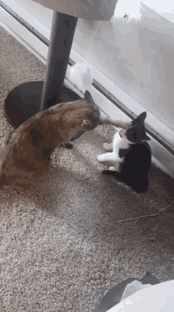 two cats are playing with each other on the carpet