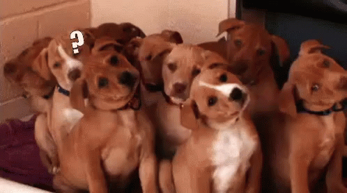 Cachorrinhos Confuso Comoassim Nãoentendi GIF - Puppies Confused How Come GIFs