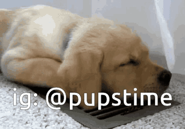 a puppy is sleeping on a carpet next to a vent .
