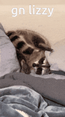 a raccoon laying on a bed with the words gn lizzy written above it