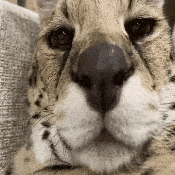 a close up of a cheetah 's nose looking at the camera
