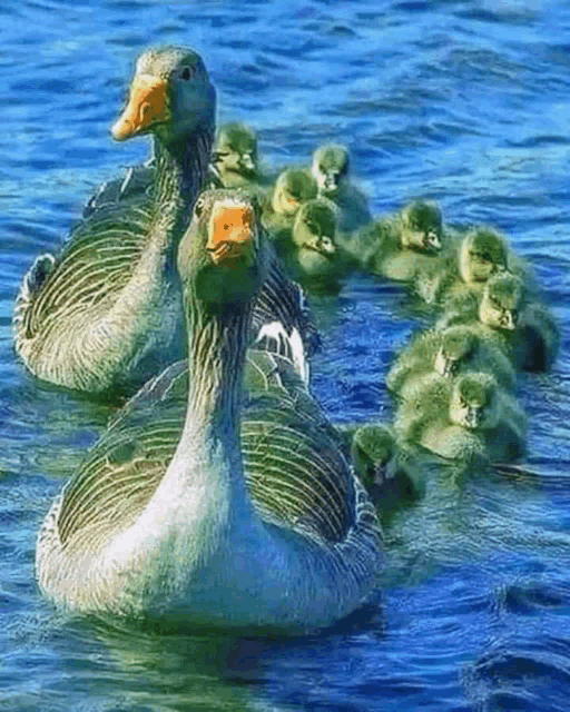 a family of ducks are swimming in the water and looking at the camera
