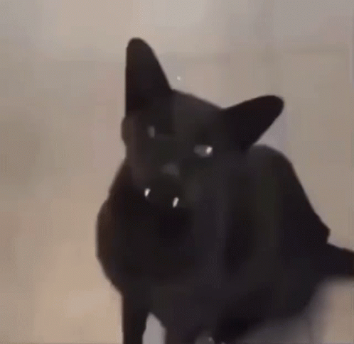 Cat Black Cat GIF - Cat Black Cat Meow GIFs