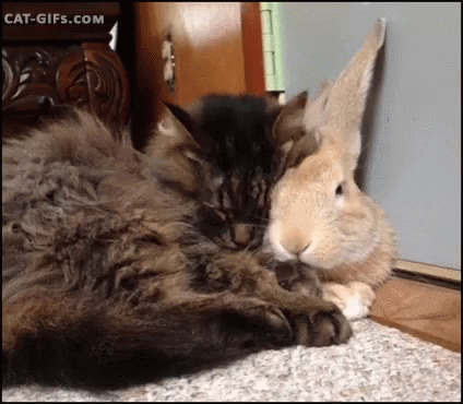 Cuddle Cat GIF - Cuddle Cat Bunny GIFs