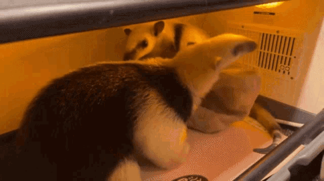 a couple of animals are sitting in a fridge with a thermometer on the wall .