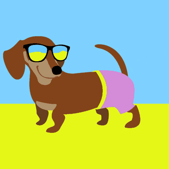 a dachshund wearing sunglasses and pink shorts on a beach
