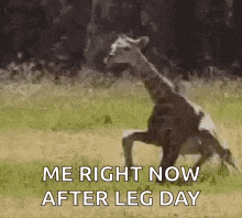 a giraffe is running in the grass with the words `` me right now after leg day '' written on it .