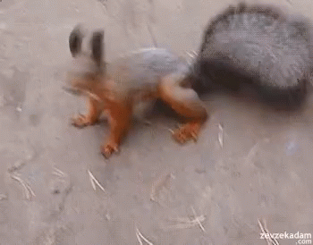 Excited Squirrel GIF - Excited Squirrel Dancing GIFs
