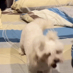 a small white dog standing on a bed