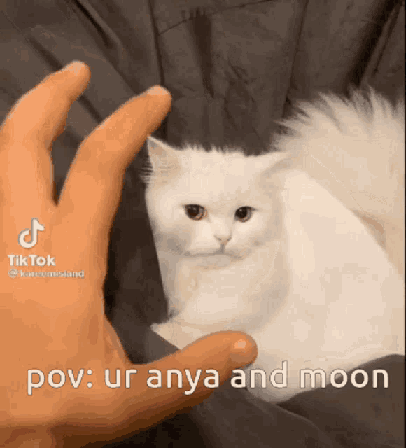 a white cat is being held in a person 's hand with the caption " pov ur anya and moon "