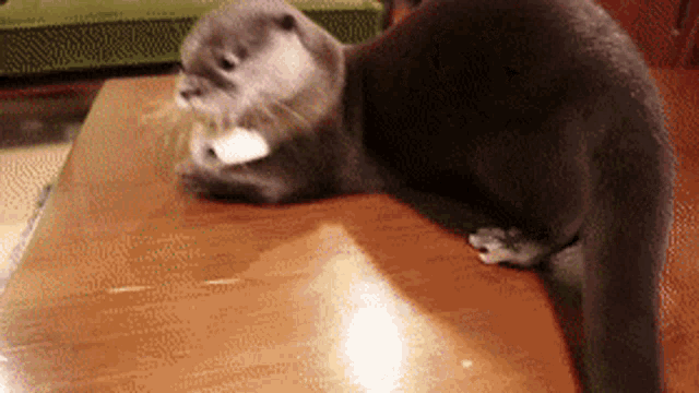 a gray otter is laying on a wooden table .