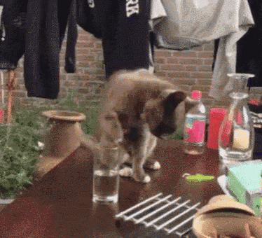 a cat is standing on a table next to a glass of water
