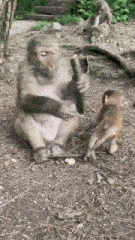 a monkey is eating a cucumber while a baby monkey looks on