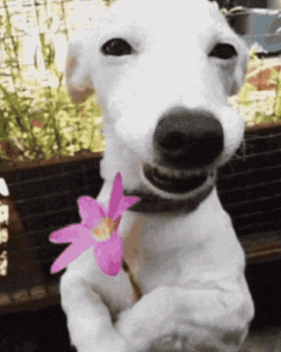 a white dog is holding a pink flower in his mouth