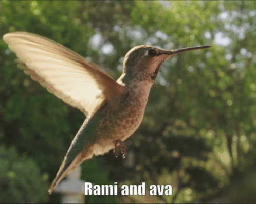 Ava Rami GIF - Ava Rami Avocado GIFs