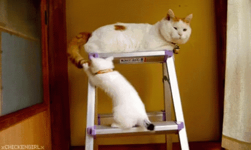 two cats are playing on a ladder with a chickengirlx watermark