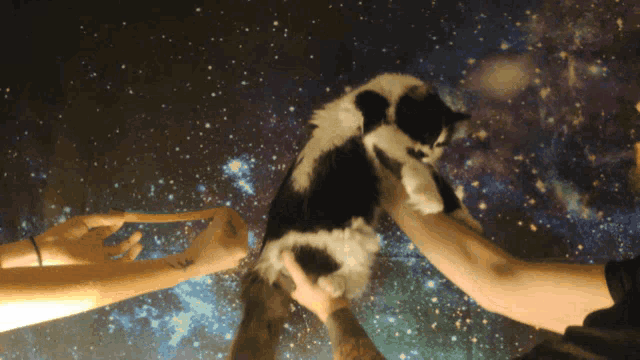 two people holding a black and white cat in front of a starry sky