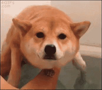 Shibainu Dog GIF - Shibainu Dog Swim GIFs