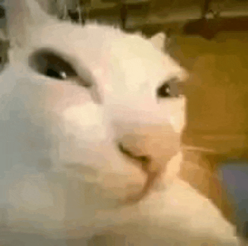 a close up of a white cat 's face with a blurred background .