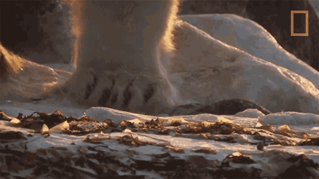 a national geographic photo of a polar bear 's paw in the snow