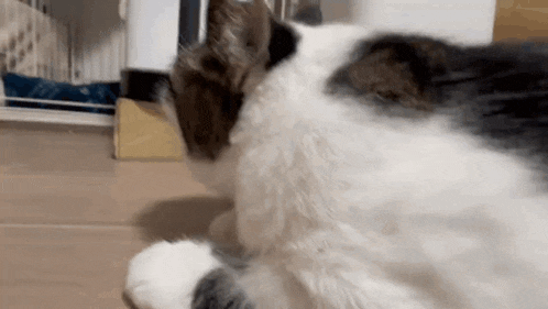 a black and white cat is laying on the floor looking at the camera .