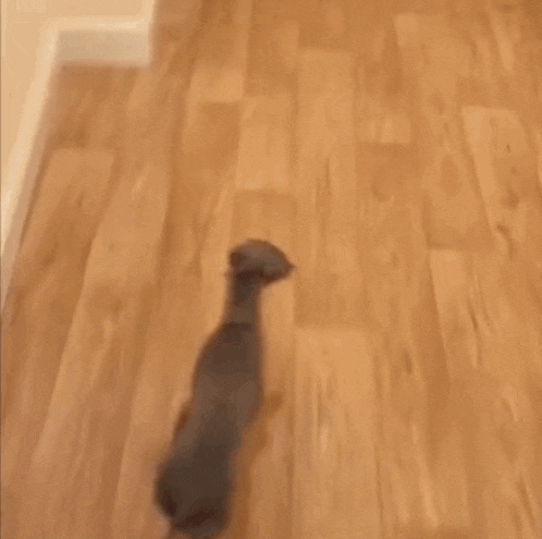 a dog is walking down a wooden hallway .